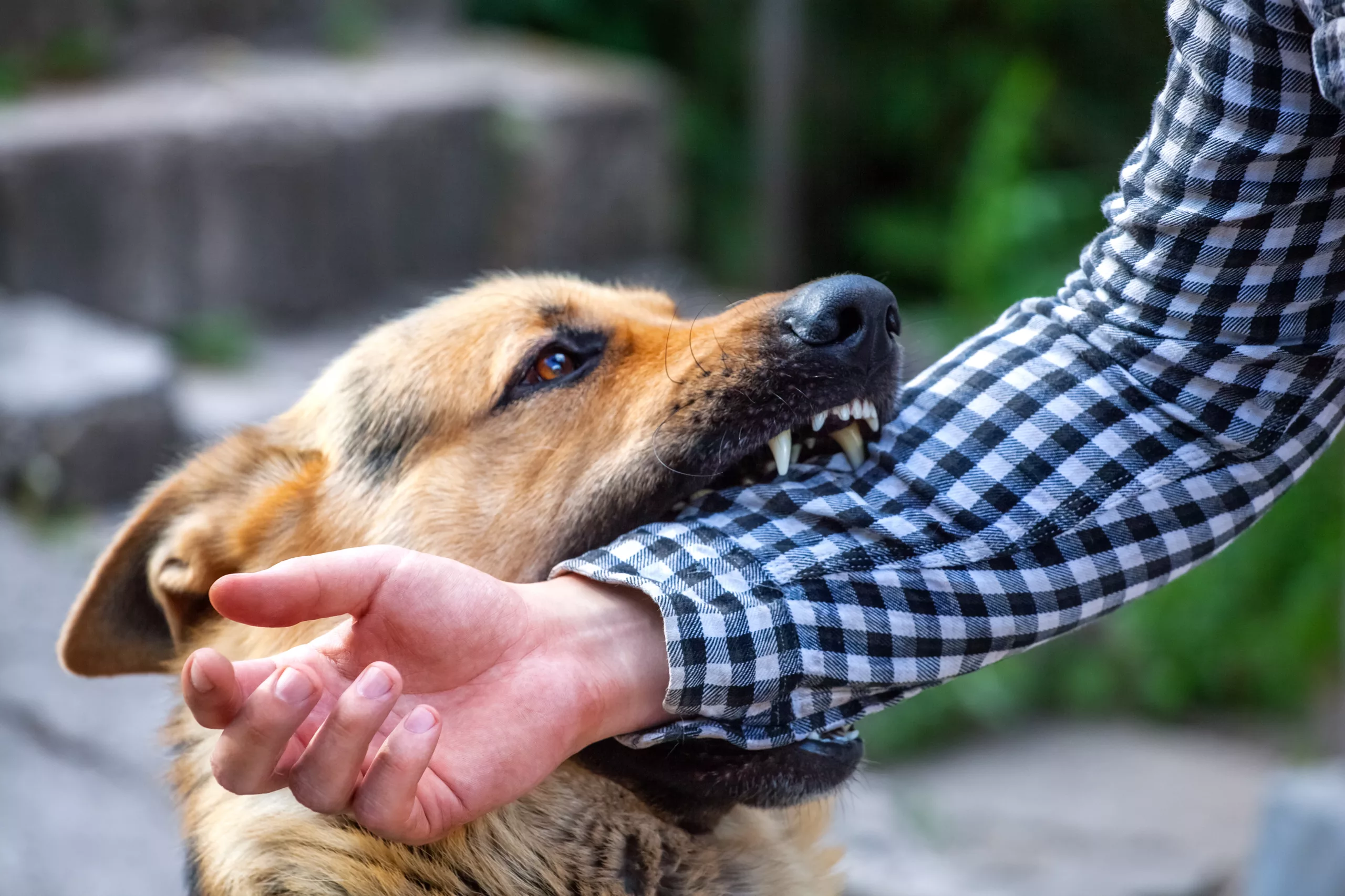 What to Do After a Dog Bite: Legal and Medical Considerations