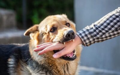Lebovitz Law Group | Attacked by a Dog at Someone’s Home: Can I Sue the Homeowner in Arizona? Attacked by a Dog at Someone’s Home: Can I Sue the Homeowner in Arizona?