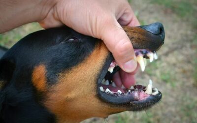 Lebovitz Law Group | Dog Bite Scarring and Disfigurement: Understanding Your Compensation in Phoenix Dog Bite Scarring and Disfigurement: Understanding Your Compensation in Phoenix