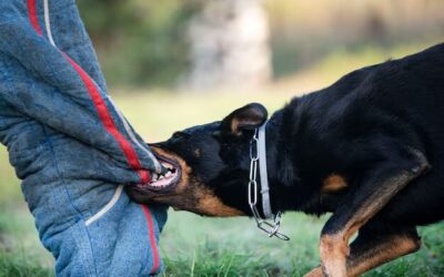 Lebovitz Law Group | What If the Dog That Bit Me Doesn’t Have a Bite History in Arizona? What If the Dog That Bit Me Doesn’t Have a Bite History in Arizona?