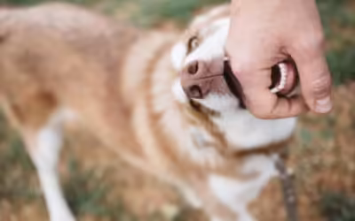 Lebovitz Law Group | Arizona Dog Bite Laws Phoenix: What Victims Need To Know About Liability, Deadlines, And Settlements Arizona Dog Bite Laws Phoenix: What Victims Need To Know About Liability, Deadlines, And Settlements